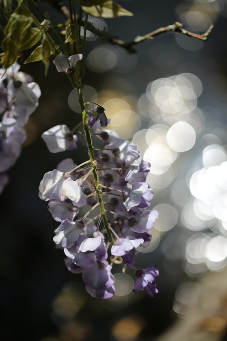 Bokeh in de Hortus