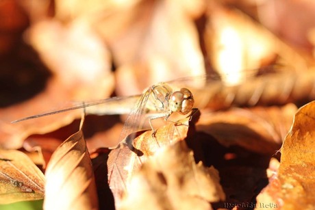 libelle in de bladeren