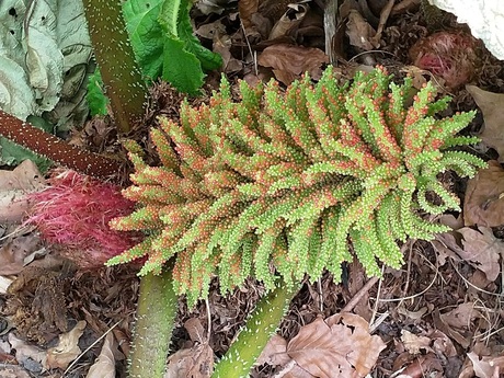 Gunnera