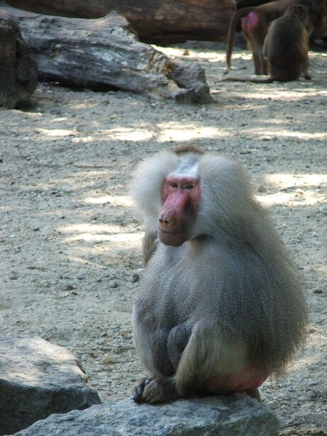 dierentuin emmen