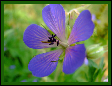 WEER EEN MOOIE BLOEM