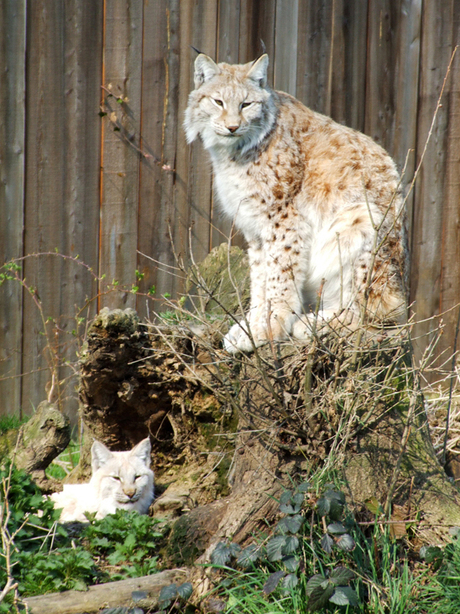 Lynx