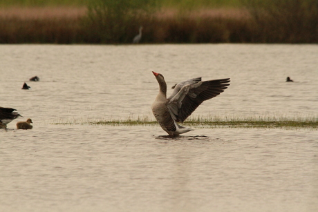 uitstrekkende grauwe gans haaksbergeveen