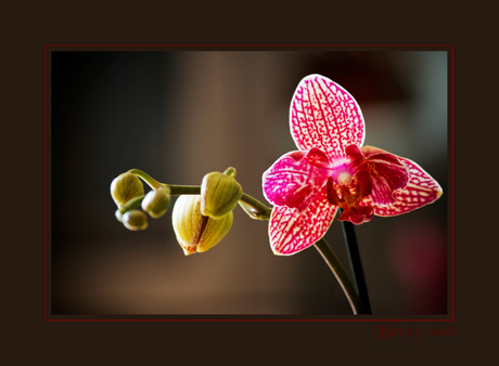 Phalaenopsis