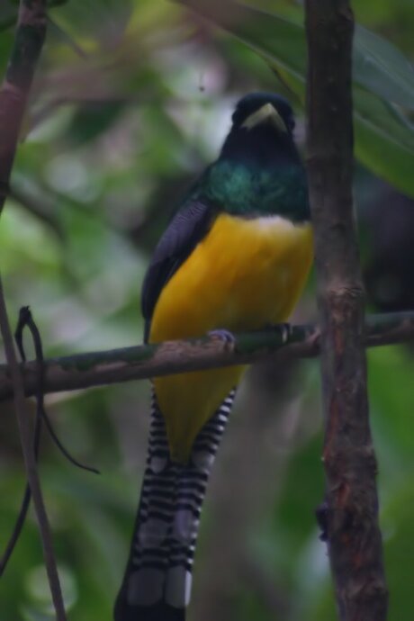 Trogon