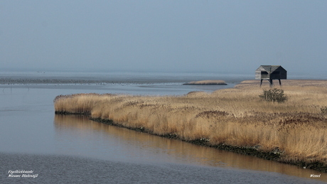 Vogelkiekkaaste bij Nieuwe Statenzijl