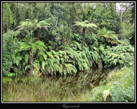 Regenwoud NZ