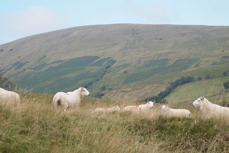 Brecon, schapen vrij in de natuur