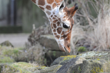 Giraffe