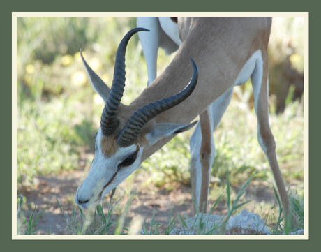 Springbok in de schaduw