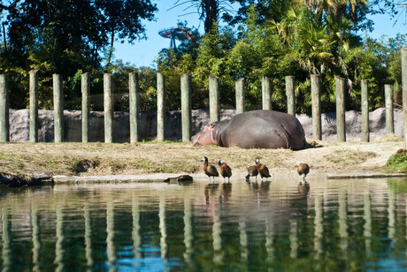 Nijlpaard met eenden