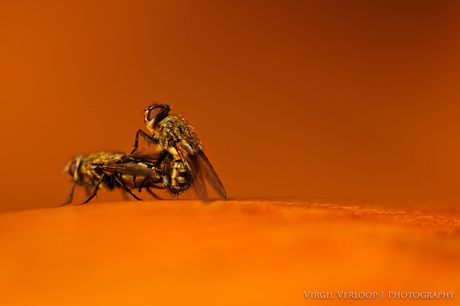 Mating Flies 1