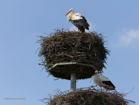 Dubbele nesten van de ooievaar.