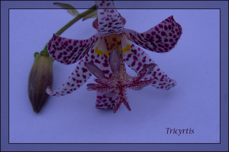 Tricyrtis