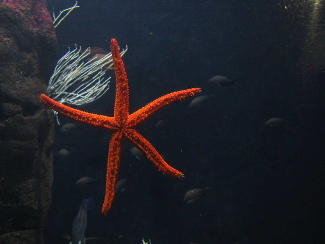 Blijdorp oceanium - - - foto door bluppie op 22-01-2010 - deze foto bevat: blijdorp, oceanium