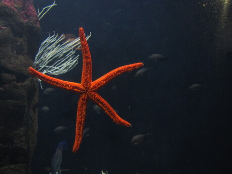 Blijdorp oceanium