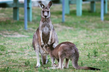 Kangaroo