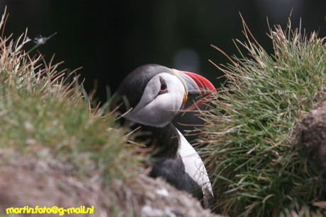 Puffin op wacht (ijsland)