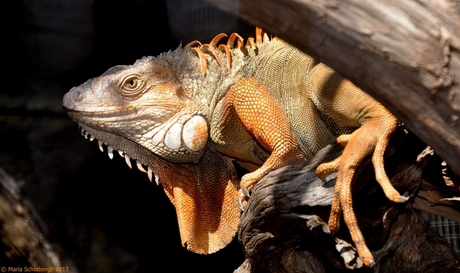 Orange_Iguana.jpg