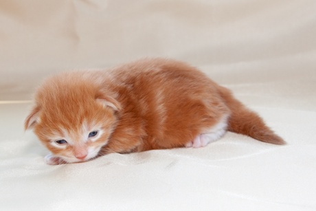 Dikkie dik... ( Pavak )