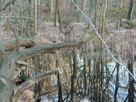 ven in het bos