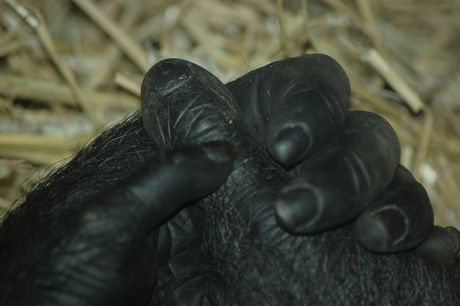 detail van een apenhand en teen