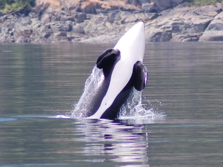 Dit was een van de vele orca`s die wij zagen