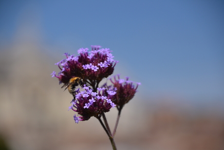 Wesp op Verbena Bonariensis