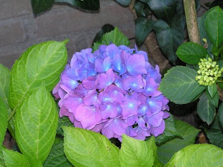 Hortensia