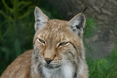 Lynx