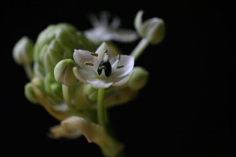 Witte schoonheid