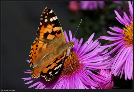 De distelvlinder op de herfst-aster.