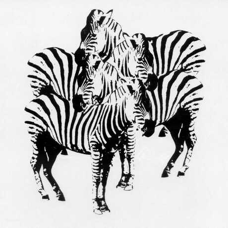 Zebra's