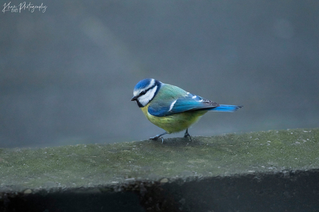 Pimpelmees in de tuin