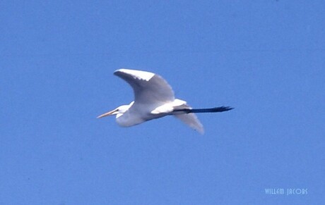 White Heron