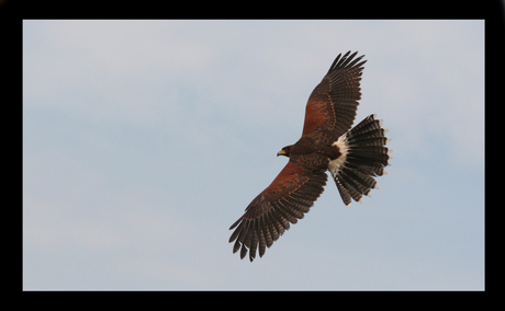 buizerd in vlucht