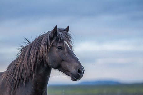 Icelandic horse