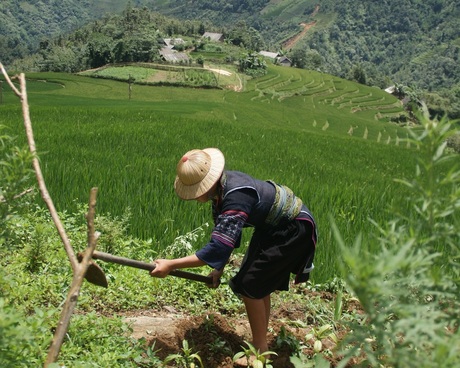 aan het werk (Vietnam)