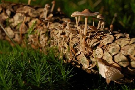 Kleine paddestoelen...