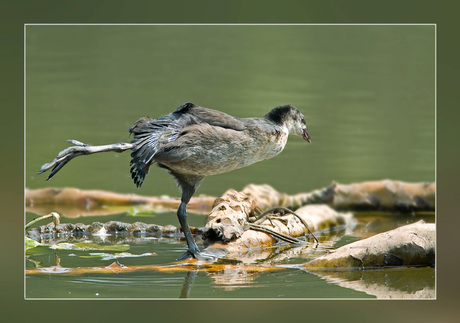 Meerkoet ballet