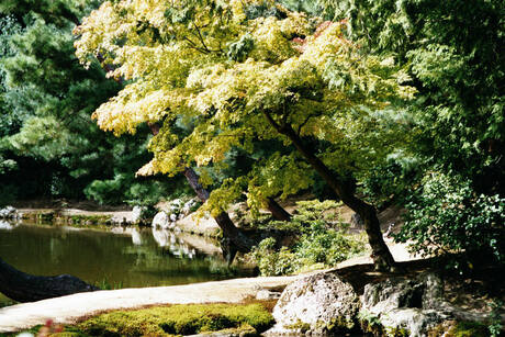 Japanse tuin