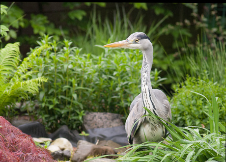 reiger in de beek _1.jpg