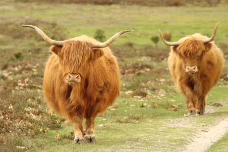 Schotse hooglander