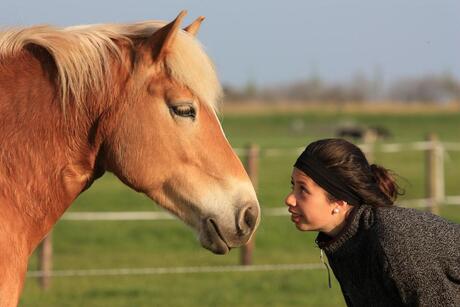 haflinger annika met brenda