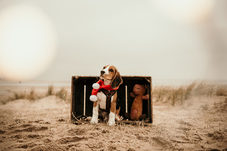 Bokeh kerst hond