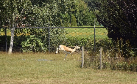 Herten Sprongetje