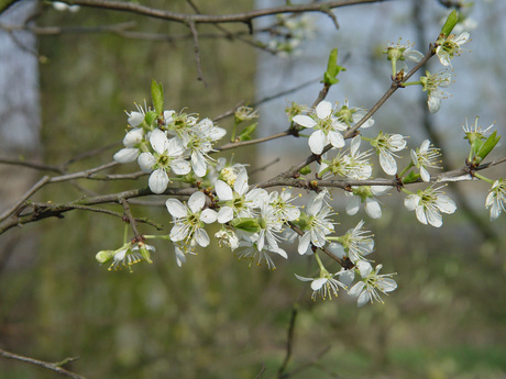 smaller flower