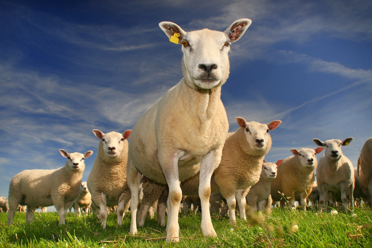 schapen (prijzen) - van boog_zoom - Dieren - Zoom.nl