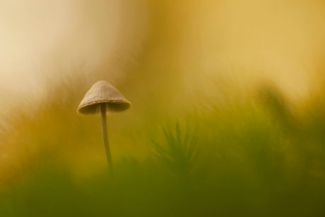 Gouden herfstlicht