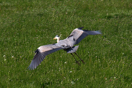 Reiger